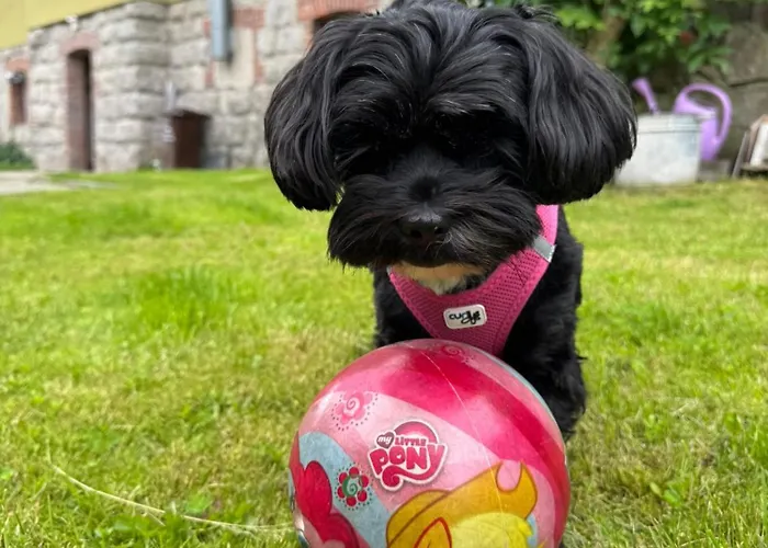 Albion * شكلارسكا بوريبا